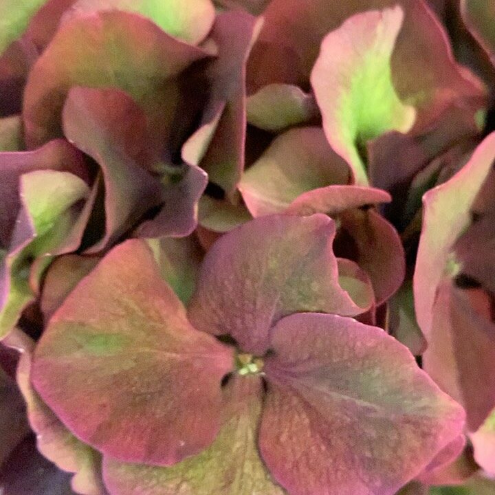 Instagram post from inbloomhelsinki. This post is in position 2.